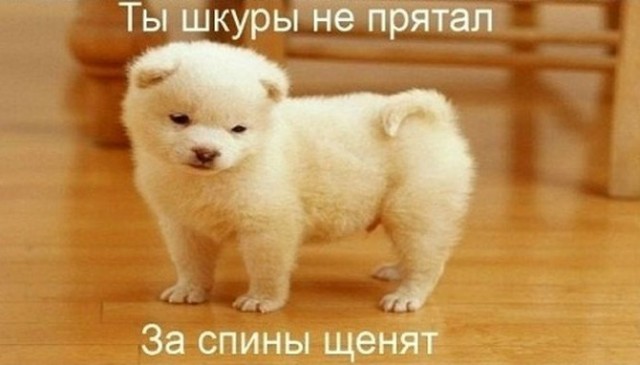 Ещё немного о смертоносной заднице вомбата