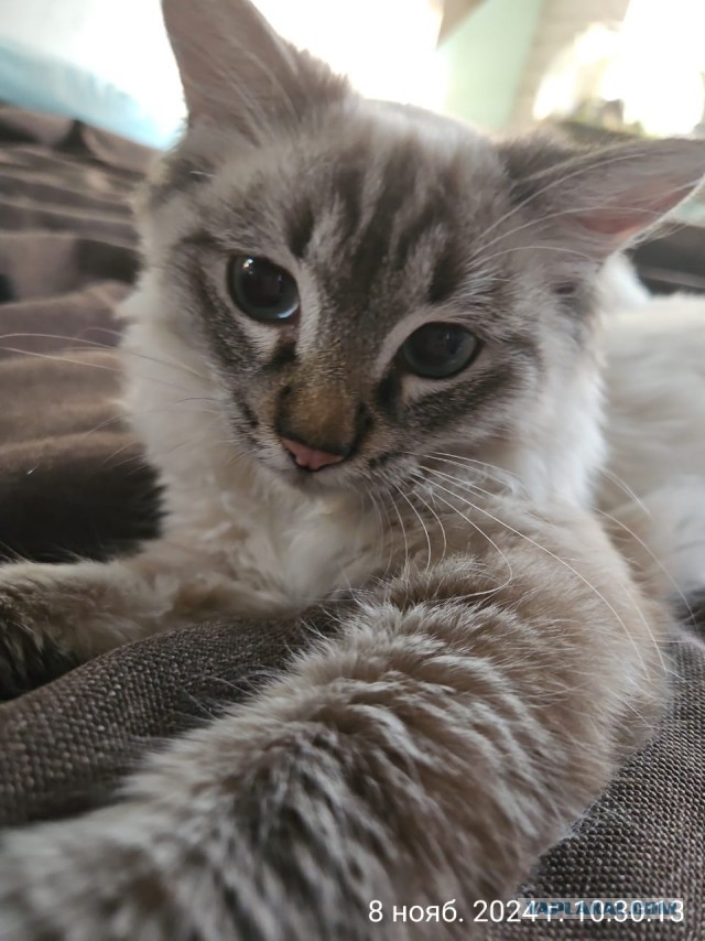 На котовторник