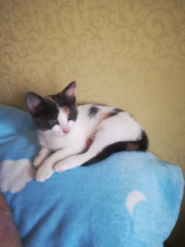Твои глаза как два тумана