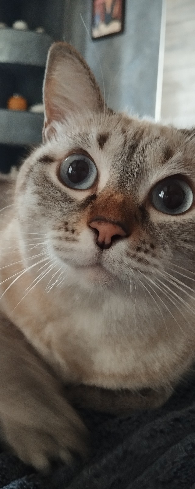 Это что, котовторник?