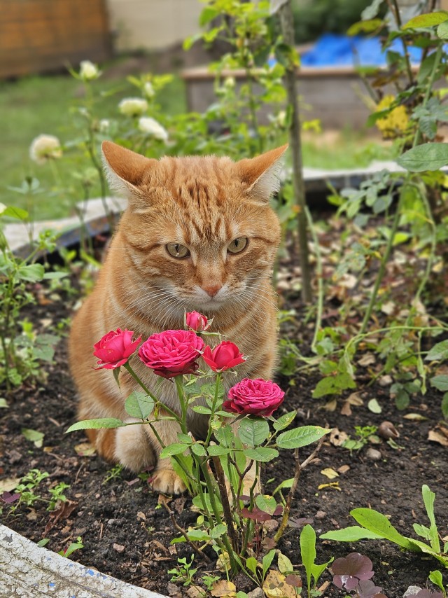 Кошки - облигатные хищники! К котовторнику