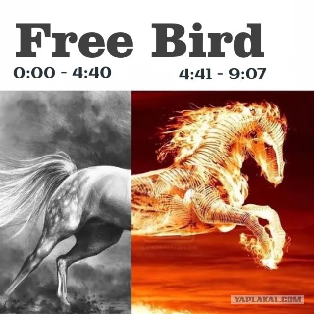 Free Bird с 4:41