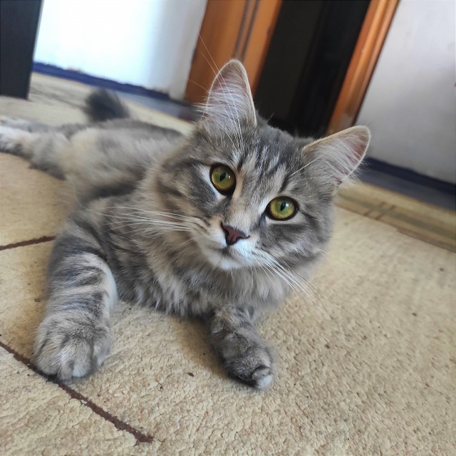 Котовторник жеж!!!