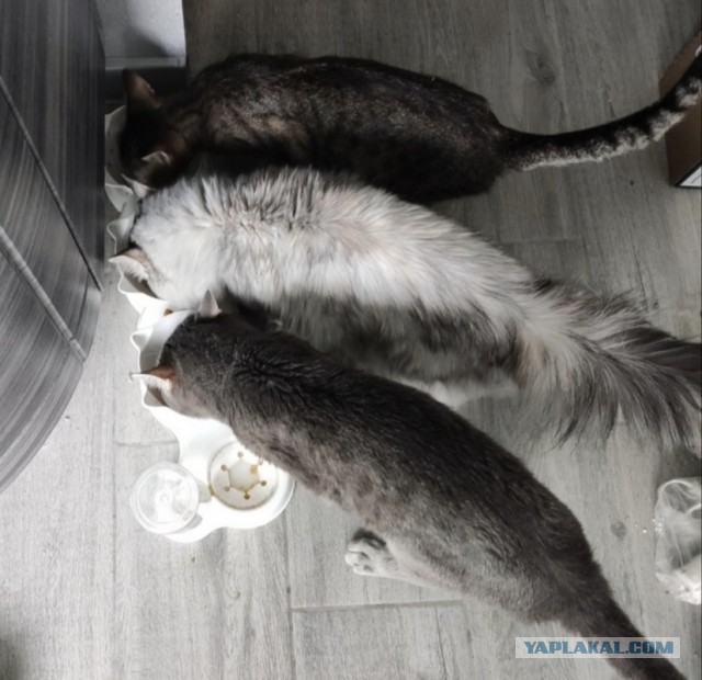 Котовторнику да