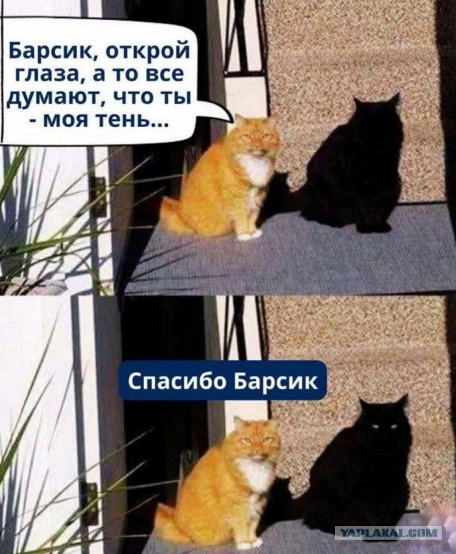 Варю котику рыбов