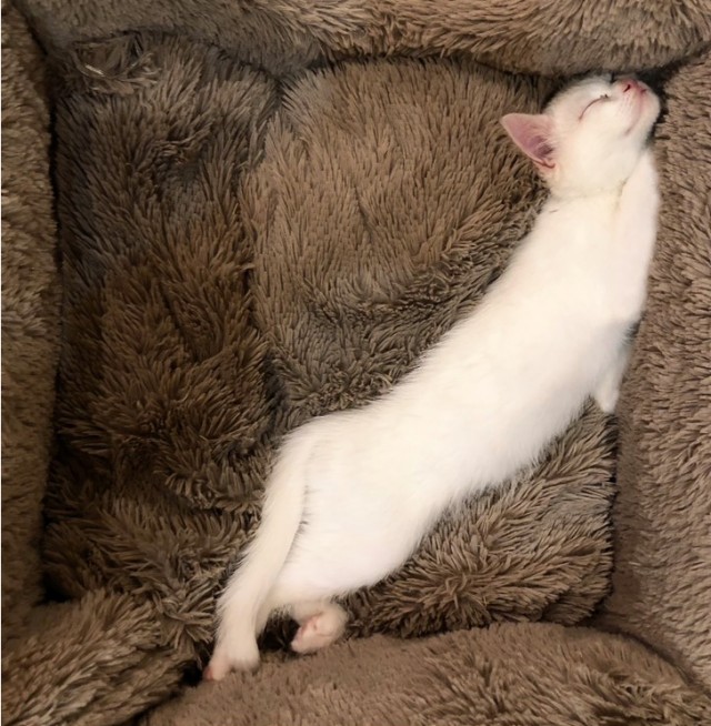 Котокоробковое