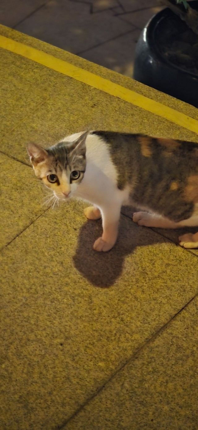 Уличные котики