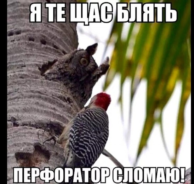 Вот ты дятел