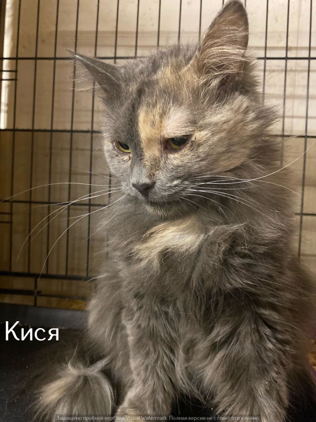 Жизнь домашнего приюта "Котоленд" 542