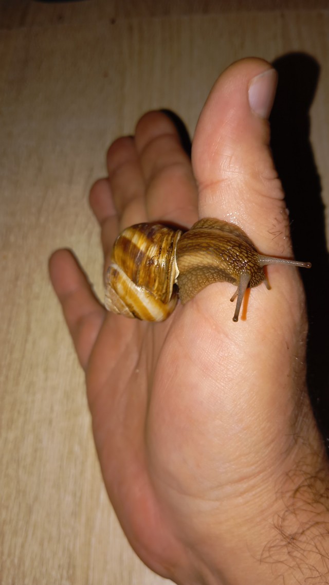 Два суперляпа в Чёрной Дыре (Риддик I)