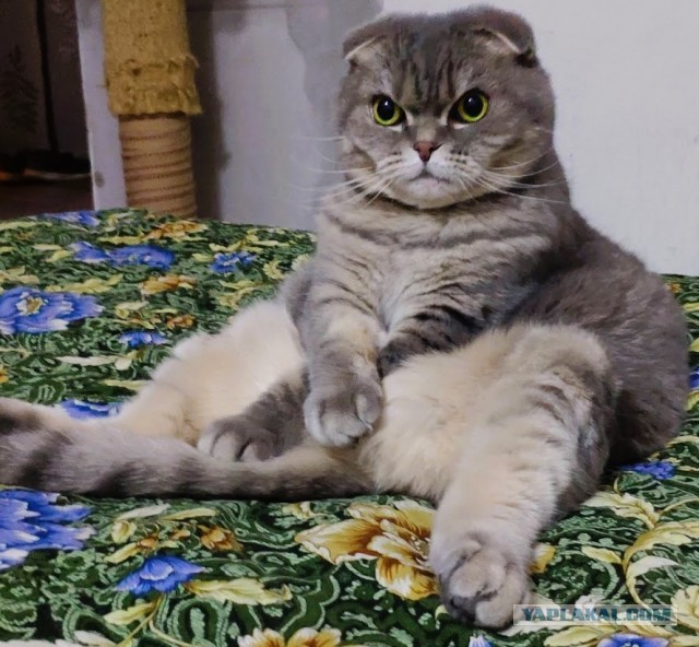 Кот-креветка