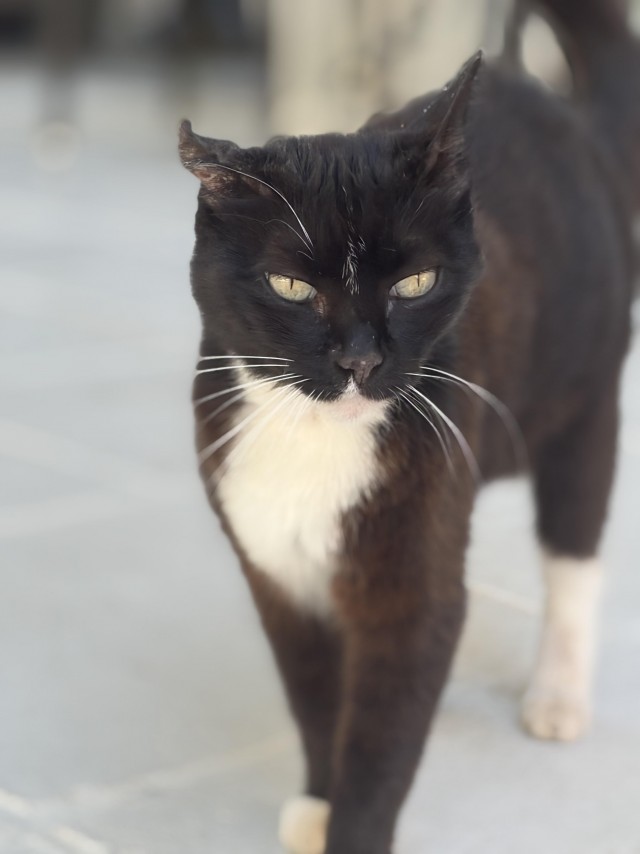 Уличные котики