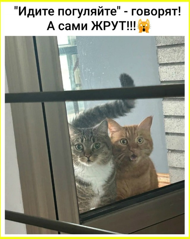Веселые картинки в понедельник (13.07)