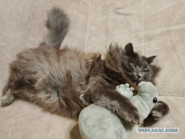Котэвторник