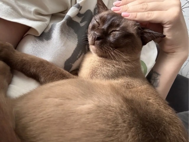 Хорошо что сегодня вторник. Котовторник)