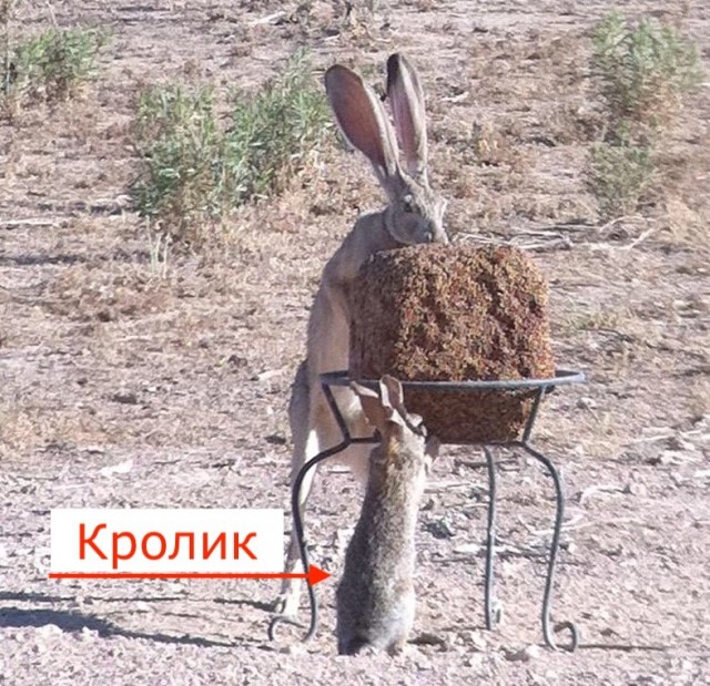 Скейтбордист помог зайцу.