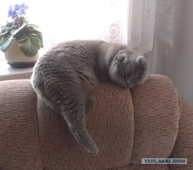 Челси