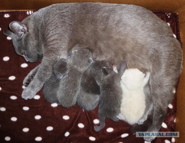 Котовторник 12.11.2013