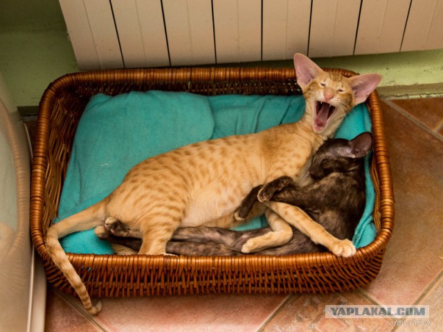 Котовторник 04.03.2014