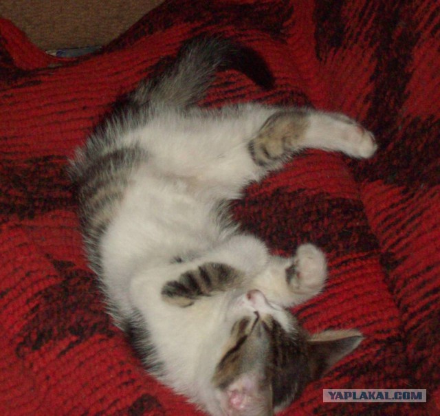 Котовторник  25.03.2014