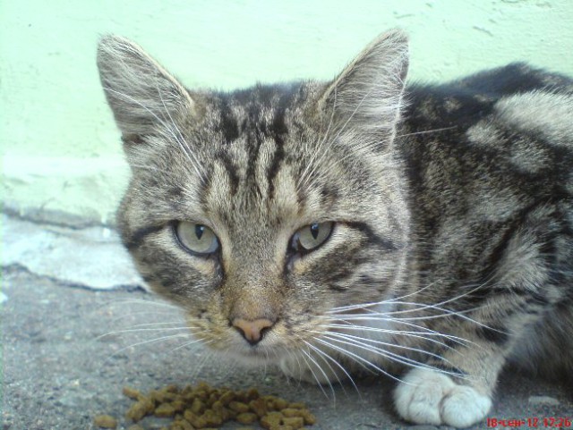 Котовторник 01.04.2014