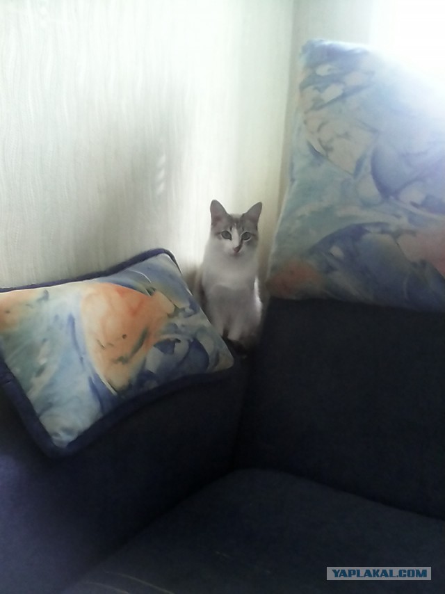 Котовторник 26.08.14.