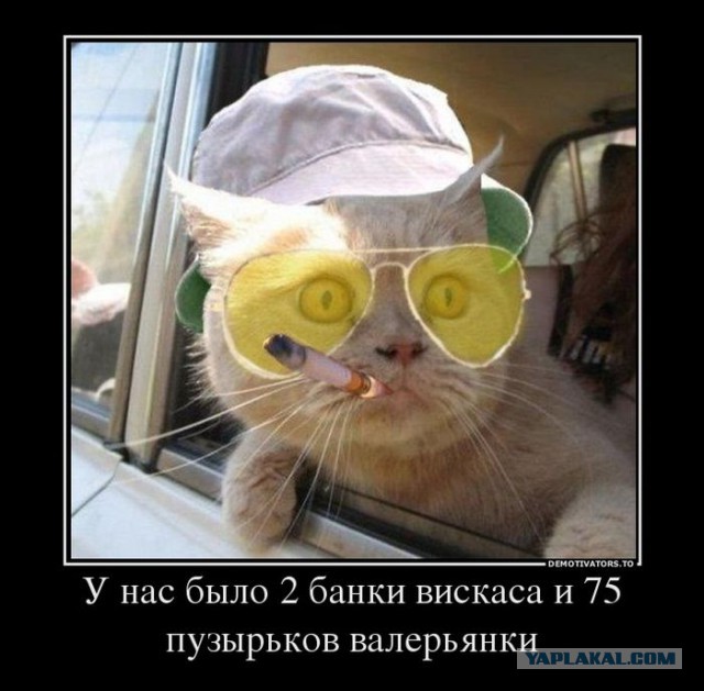 Веселые картинки