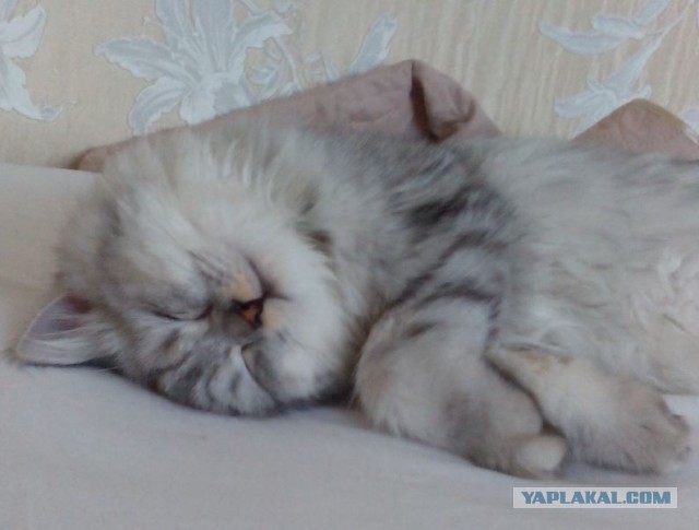 Котовторник 23.12.2014