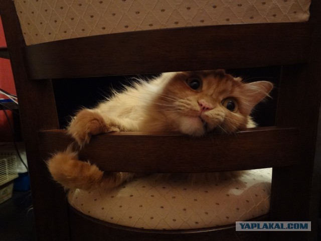 Котовторник