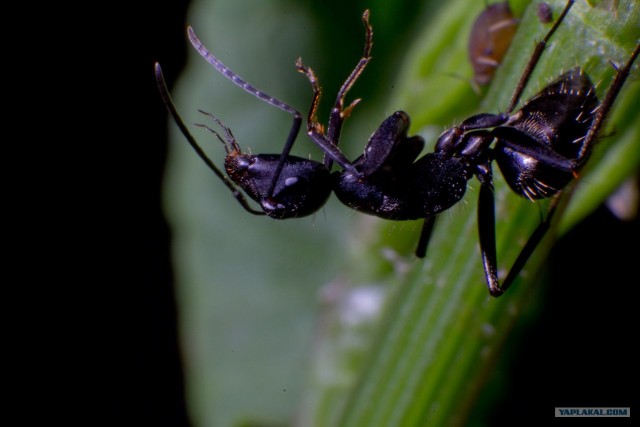 Если выйти во двор с макрообъективом, то...