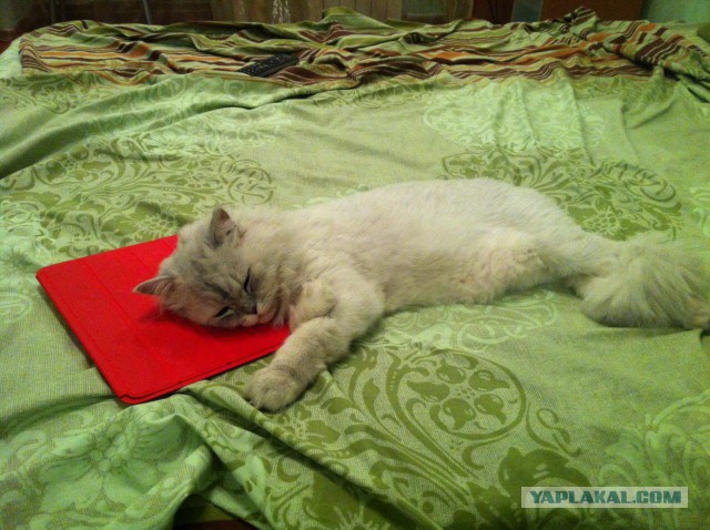 25 кошек, которые спят где угодно