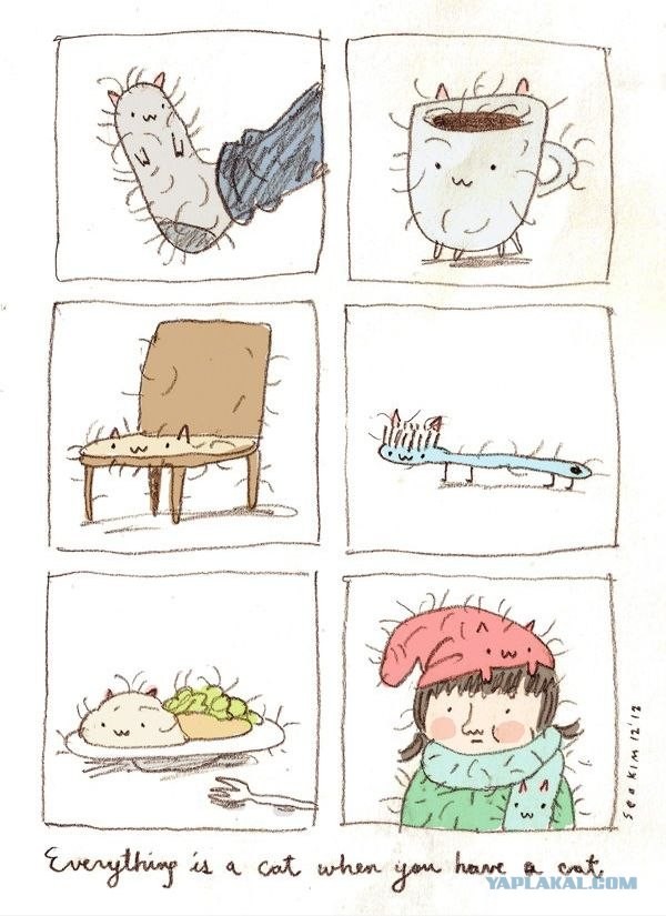 Когда в доме есть кот...