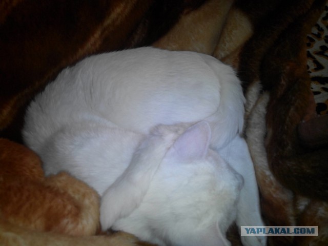 Котики