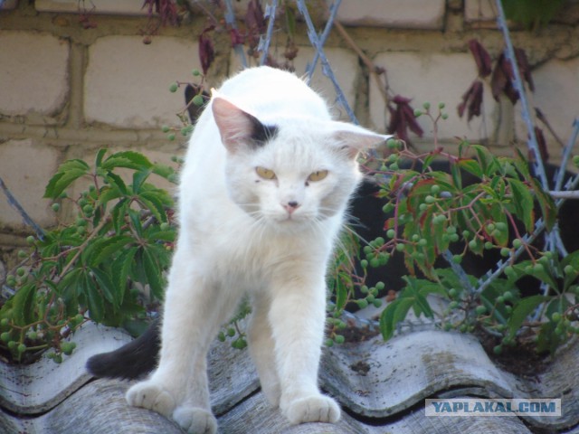 Котовторник 24.11.2015