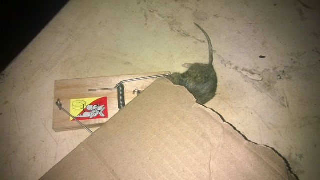 Японская мышеловка