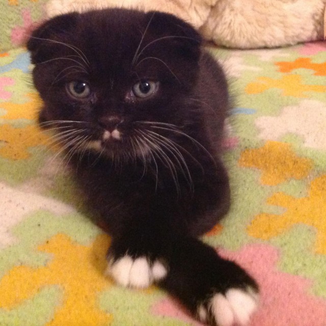 Котовторник