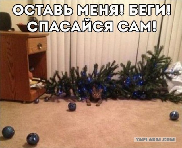 Выборы партий на ЯП 2016