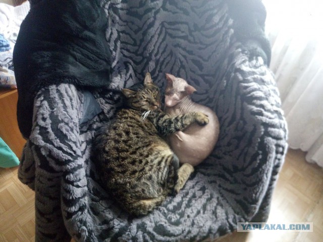 Котовторник 26.07 2016