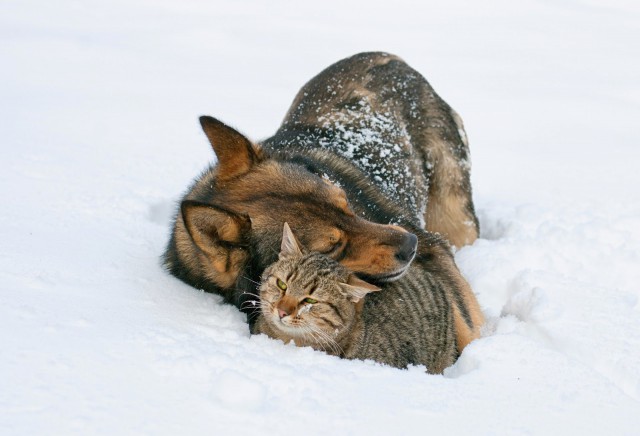 Самые смешные животные