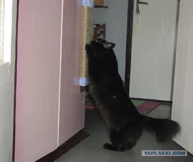 Покажи свою киску?