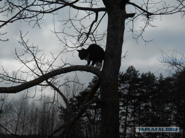 Жизнь домашнего приюта для котеек 156