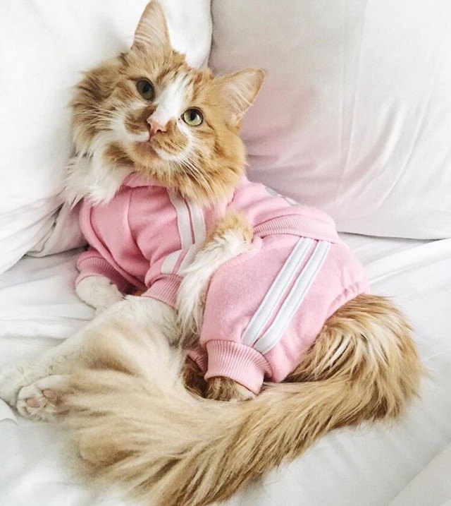 Коты и Кошки