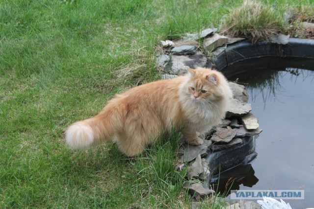 Коты и Кошки