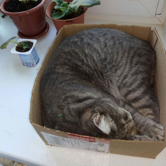 Осеннему котовторнику быть!