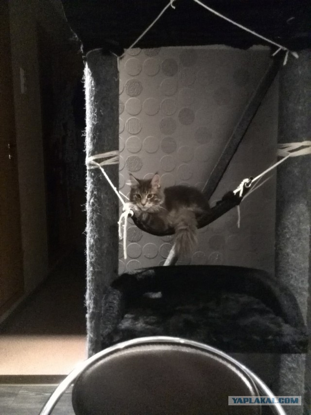 Котовторник  14.11.2017