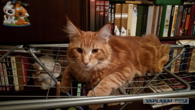 Котовторник 28.11.2017