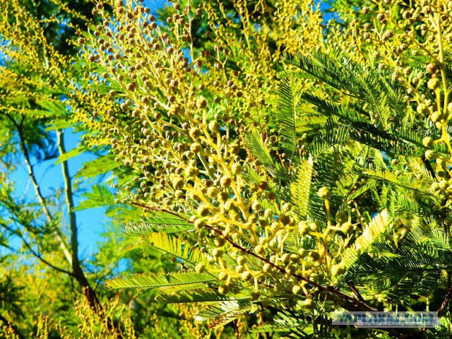 Новогодний завтрак гурмана