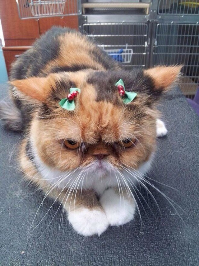 Прикольных котов пост