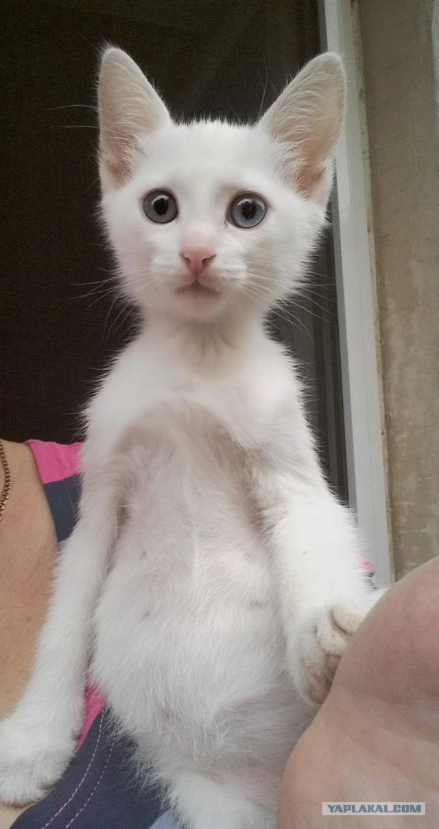 А не открыть бы нам котовторник 03.04.2018