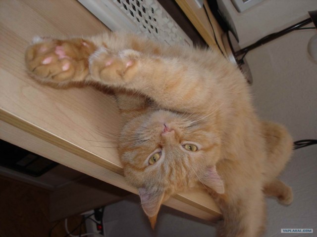 Котовторник в ЯПонии (58 фот)